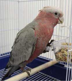 Lost Galah Cockatoo