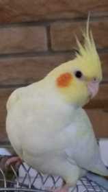 Lost Cockatiel