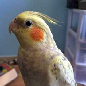 Lost Cockatiel