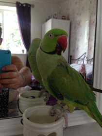 Lost Indian Ringneck Parakeet