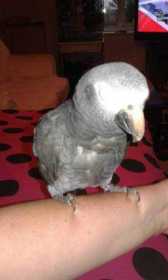 Lost African Grey