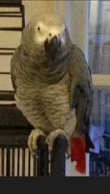 Lost African Grey