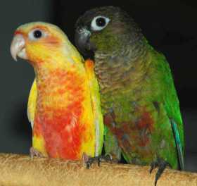 Lost Conure