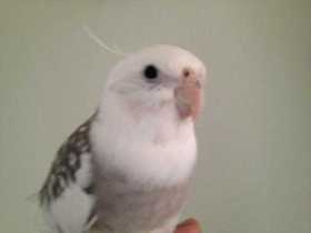 Lost Cockatiel