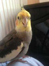 Lost Cockatiel