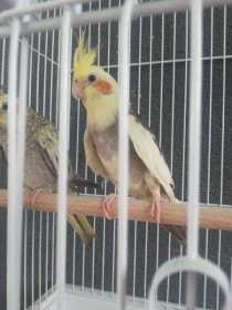 Lost Cockatiel