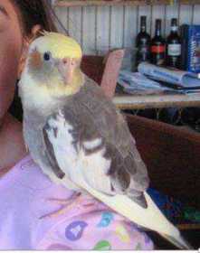 Lost Cockatiel