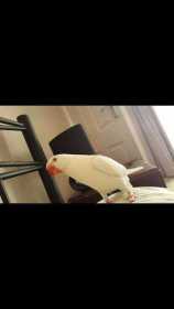 Lost Indian Ringneck Parakeet