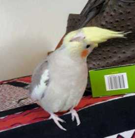 Lost Cockatiel