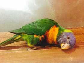 Lost Lory / Lorikeet