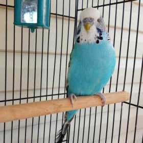 Lost Budgerigar