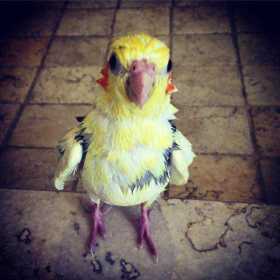 Lost Cockatiel