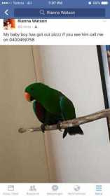 Lost Eclectus