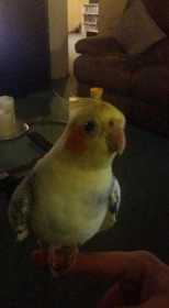 Lost Cockatiel