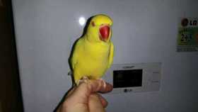 Lost Indian Ringneck Parakeet