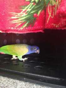 Lost Pionus