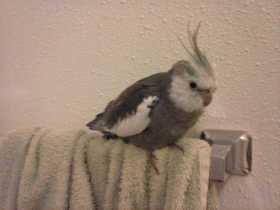 Lost Cockatiel