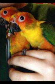 Lost Conure