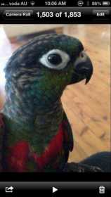 Lost Conure