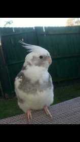 Lost Cockatiel