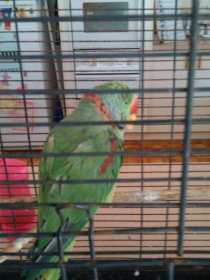 Lost Alexandrine