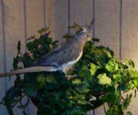 Lost Cockatiel