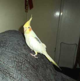 Lost Cockatiel