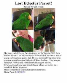 Lost Eclectus