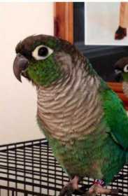 Lost Conure