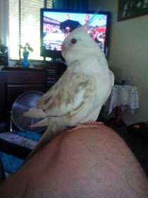Lost Cockatiel