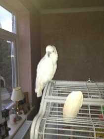 Lost Cockatoo