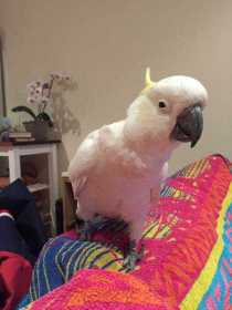 Lost Cockatoo