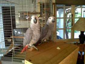 Lost African Grey