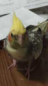 Lost Cockatiel