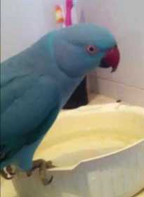 Lost Indian Ringneck Parakeet