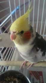 Lost Cockatiel