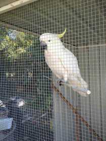 Lost Cockatoo