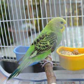 Lost Budgerigar