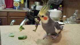 Lost Cockatiel