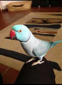 Lost Indian Ringneck Parakeet