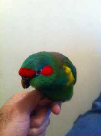 Lost Lory / Lorikeet