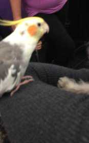 Lost Cockatiel