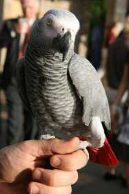 Lost African Grey