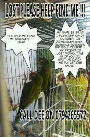 Lost Conure