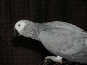 Lost African Grey