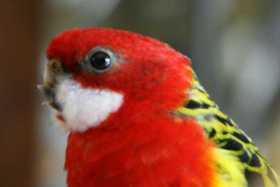 Lost Rosella