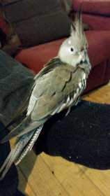 Lost Cockatiel