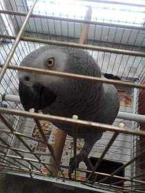 Lost African Grey