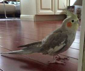 Lost Cockatiel