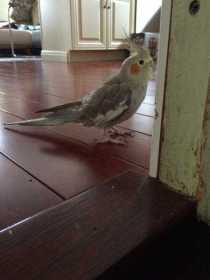 Lost Cockatiel